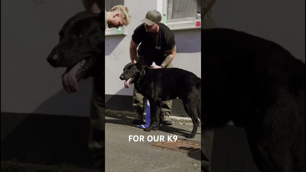 K9 Medic - Taktische Medizin am Hund #k9medic #airmeg #airbornemedicalgroup