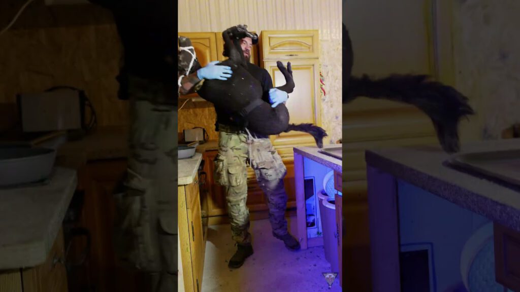 Taktische Medizin am Hund für jedermann - K9 Medic #k9medic #airmeg